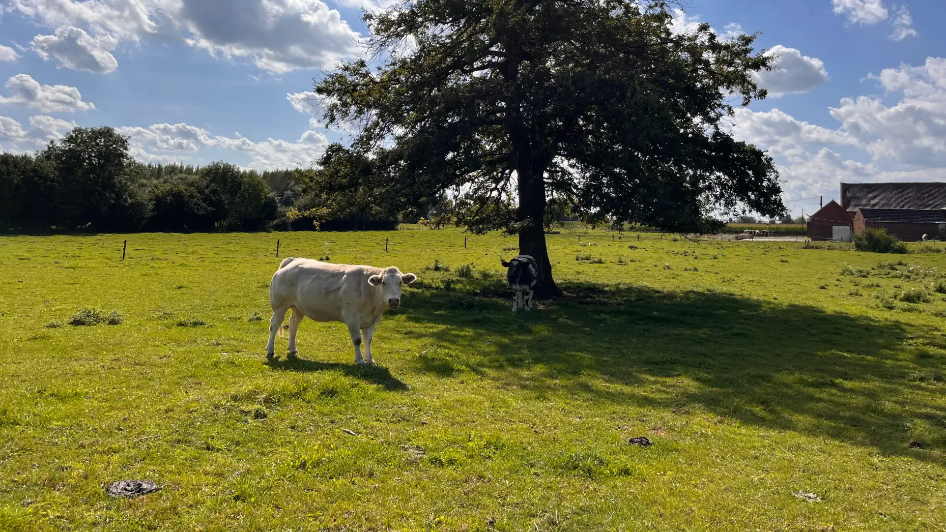 Le pré aux vaches