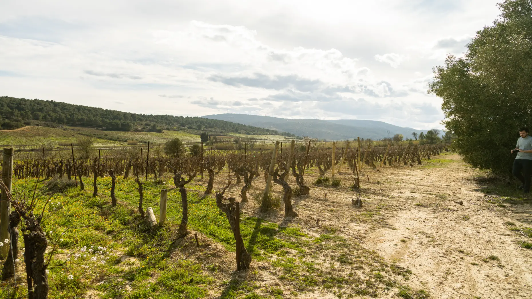 Entre vignes et oliviers #6